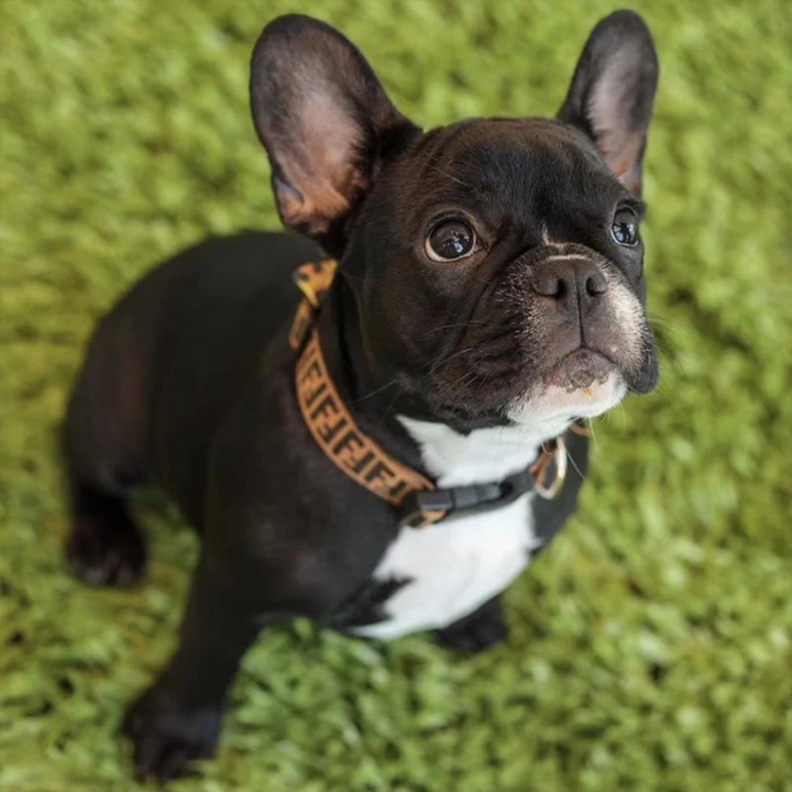 Furendi Classic Collar & Leash Set